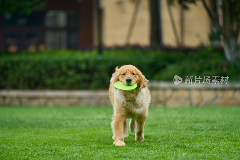 晴天在户外草地上欢快活动的金毛寻回犬