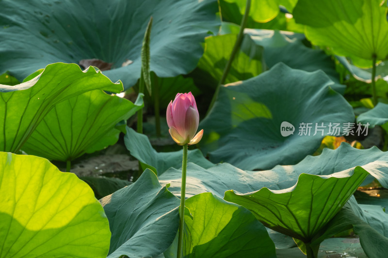 夏日池塘荷花