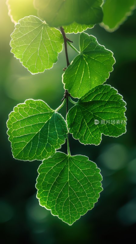 雨后阳光植物绿叶逆光树叶自然背景