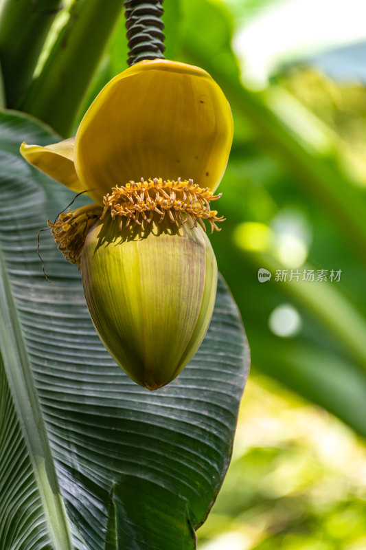 芭蕉果实特写