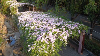 广东东莞：蒜香藤花开