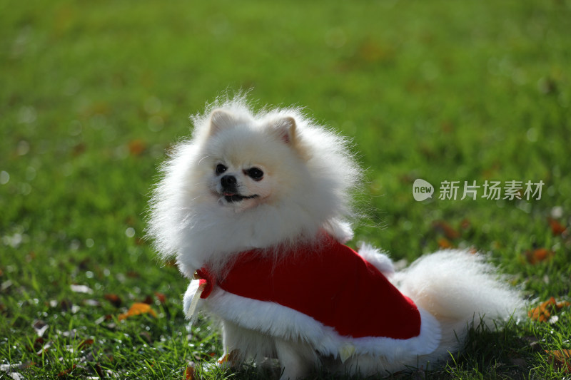 坐在草地上穿红色衣服的白色博美犬