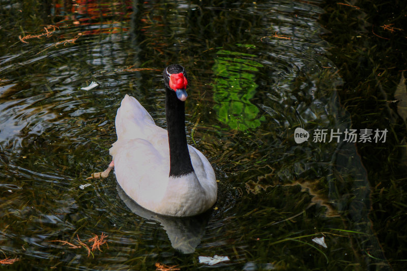 天鹅在湖中游泳的特写