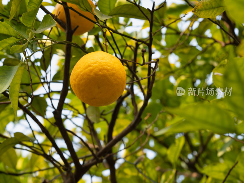 果树上成熟的柑橘