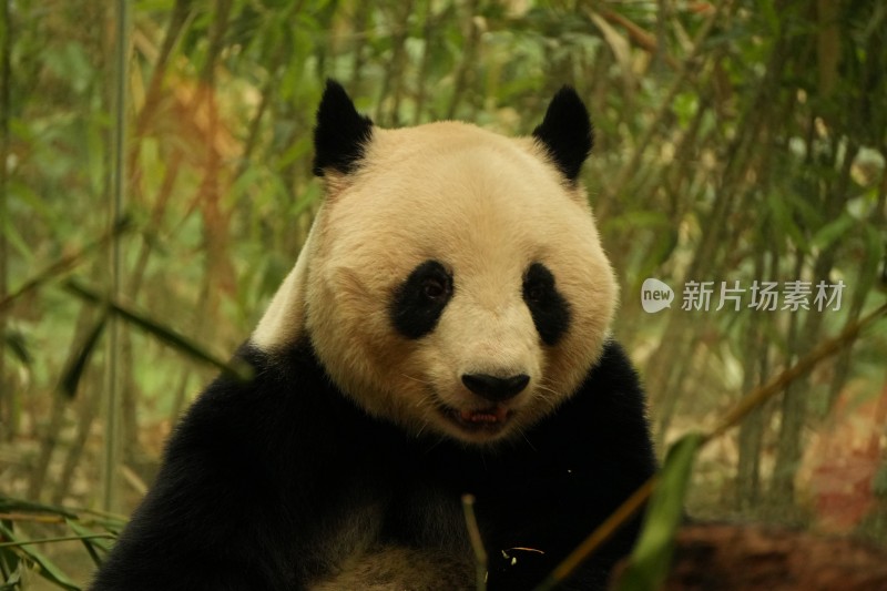 熊猫坐在竹林中吃竹子的可爱模样