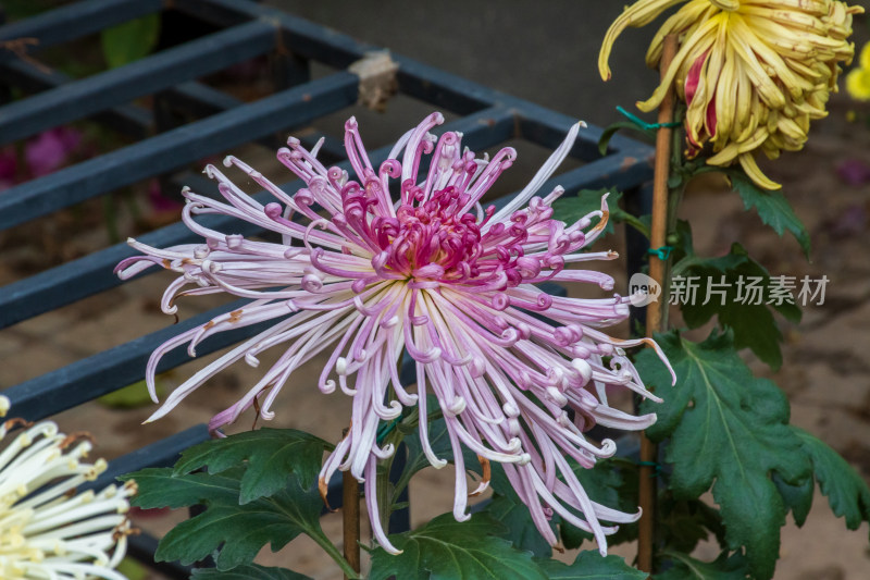 福州西湖第58届菊花展览