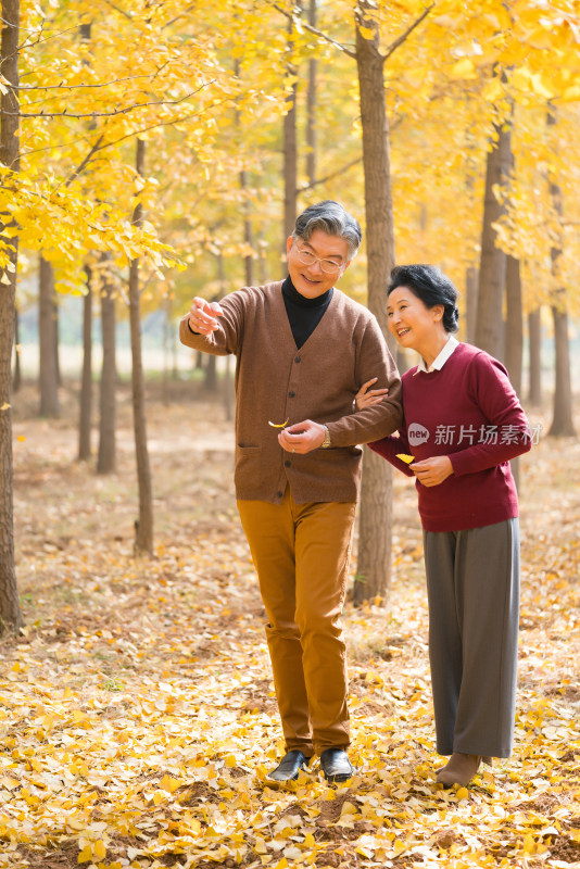 在银杏林散步的老年夫妻