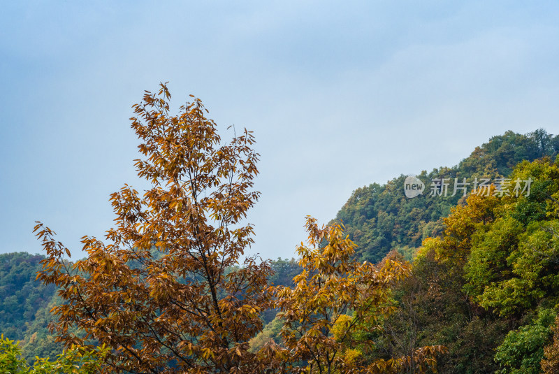 秋天山上的黄叶