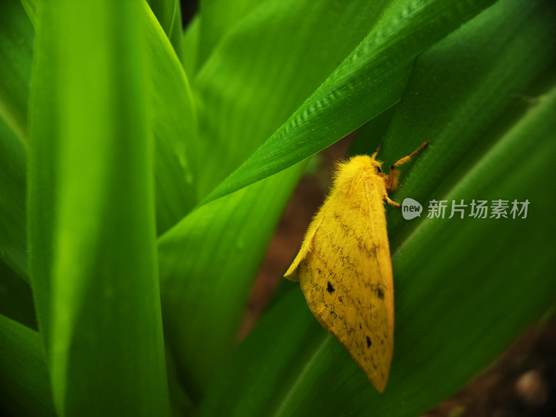 绿叶上的黄色蝴蝶蛾子