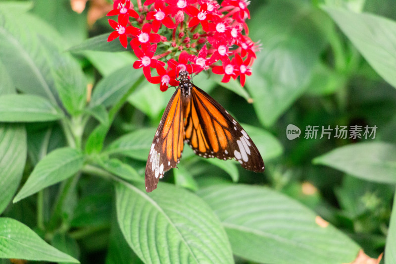 美丽蝴蝶昆虫