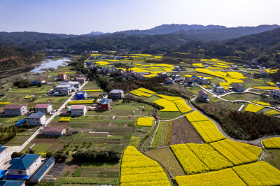 春天乡村田园油菜花航拍图