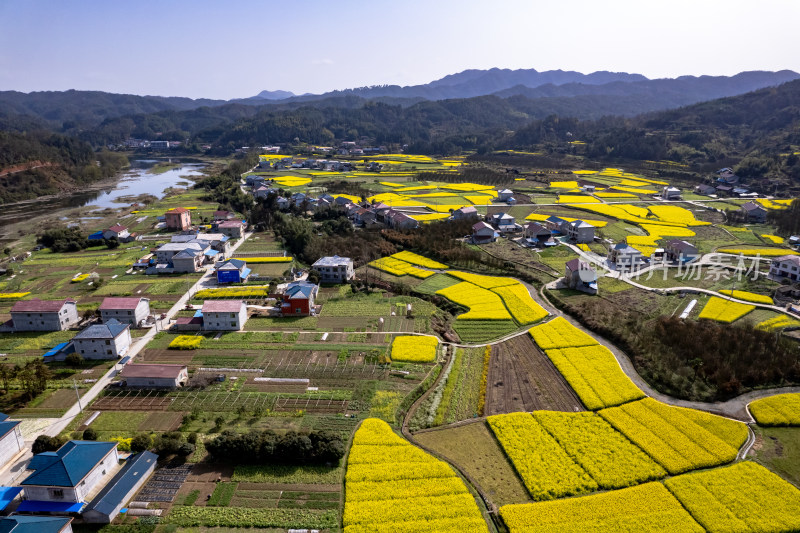 春天乡村田园油菜花航拍图