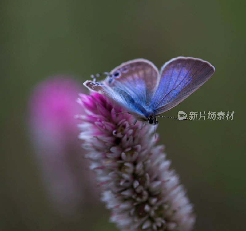 花与蝴蝶