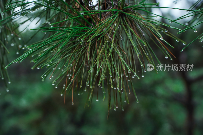 松树上的雨珠