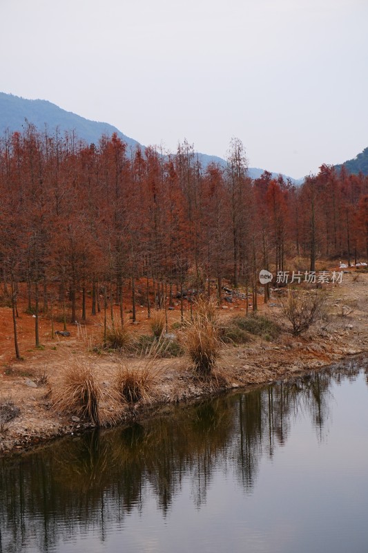 成片的水生红杉树、红杉林