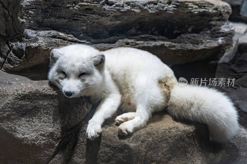 北极狐蓝狐白狐躺在地上睡觉