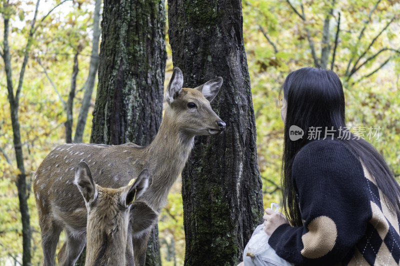 女生投喂梅花鹿