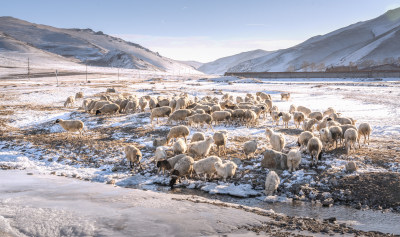 冬季山区冰雪羊群河流