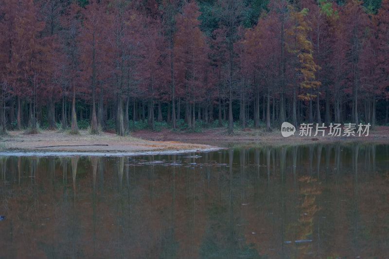 广州番禺大夫山森林公园落羽杉红叶与湖景