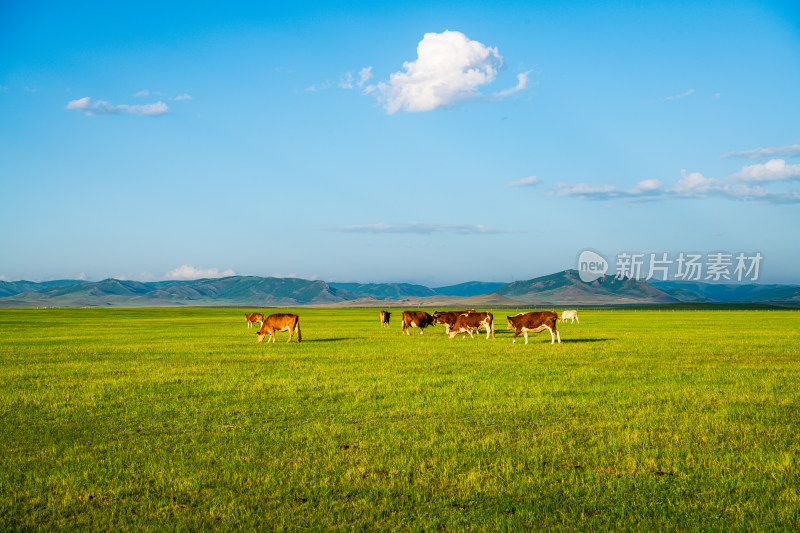 克什克腾旗达达线草原上的牛马吃草