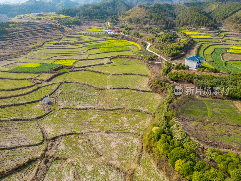 丘陵山川农田油菜花美丽乡村航拍摄影图