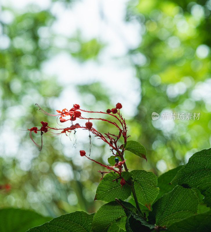 红色开花植物赪桐特写镜头