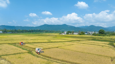 安徽黟县秋季水稻收割