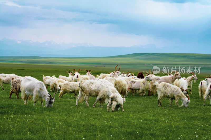 内蒙古草原羊群放牧