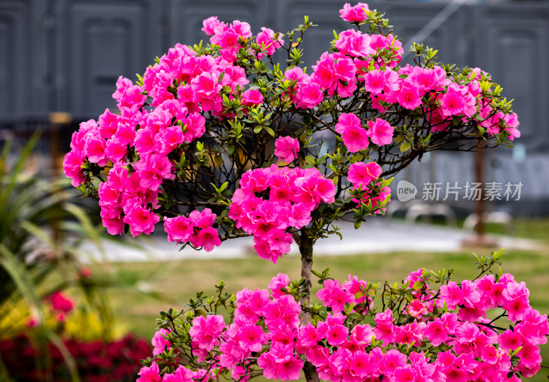 上海植物园杜鹃花盆景花开