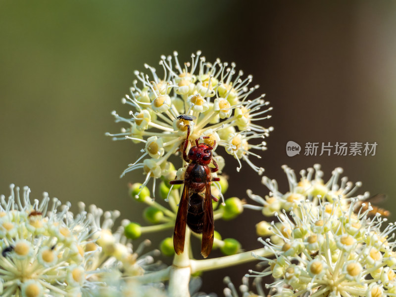 八角金盘基胡蜂