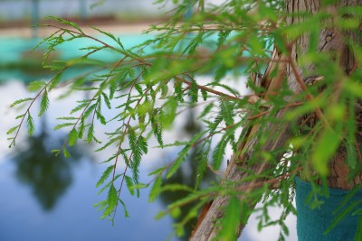 水边树木枝叶特写