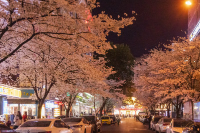 湖南常德府坪街春季樱花街道夜景