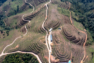 山坡上的梯田 经济作物种植基地