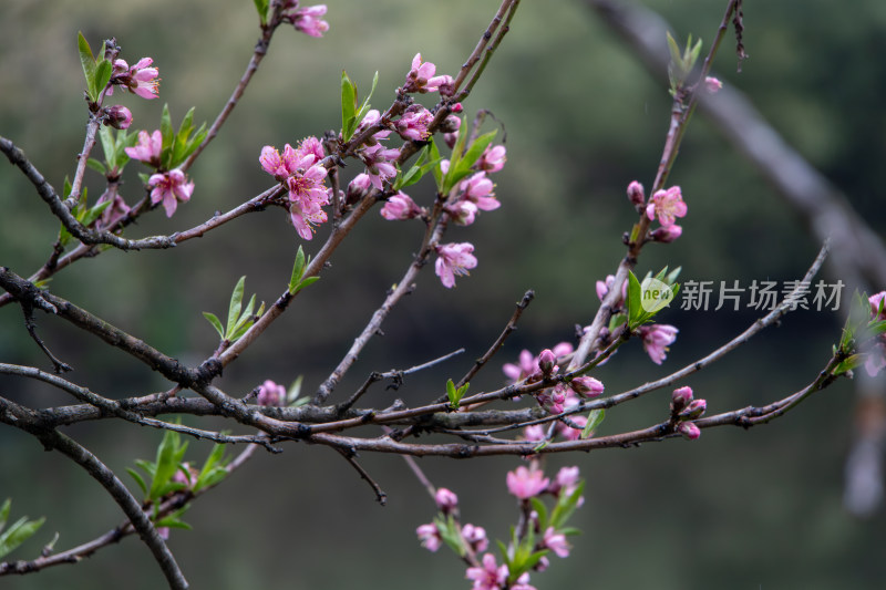 春天雨后枝头粉红色桃花盛开