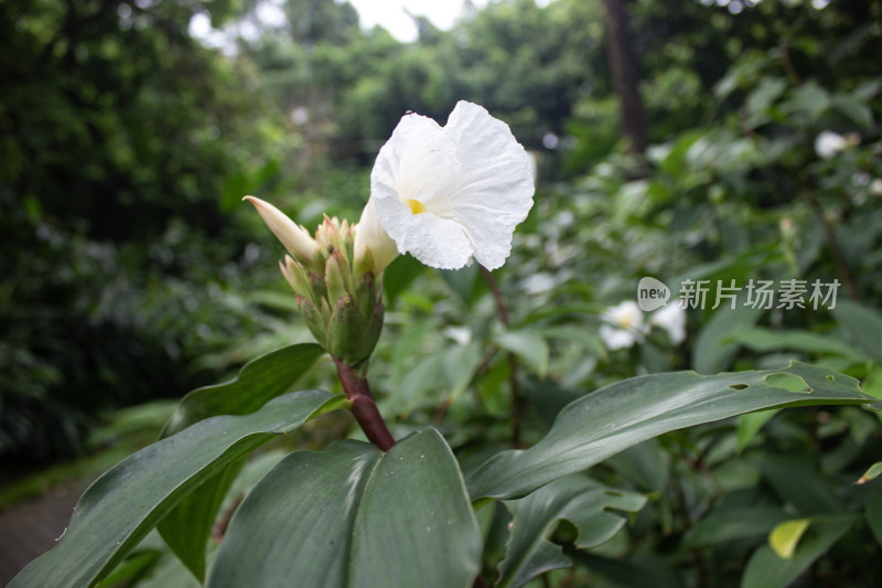 植物园里的闭鞘姜花（水蕉花）