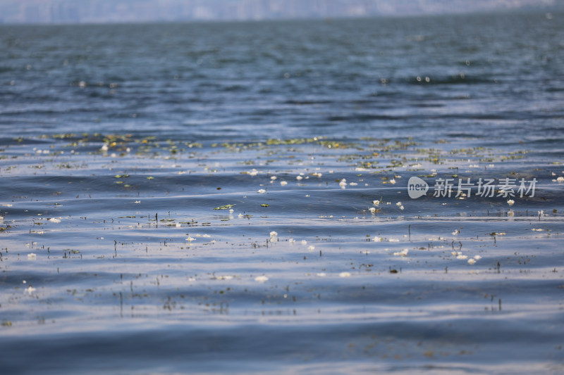 中国云南大理洱海里的水性杨花