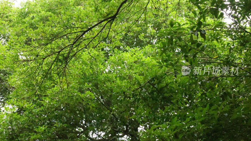 茂密绿树繁茂枝叶