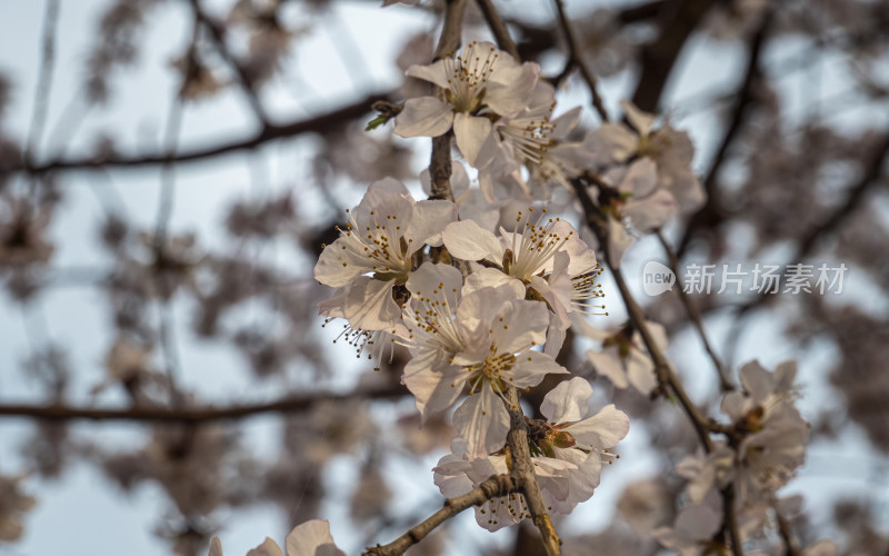 春日桃花特写