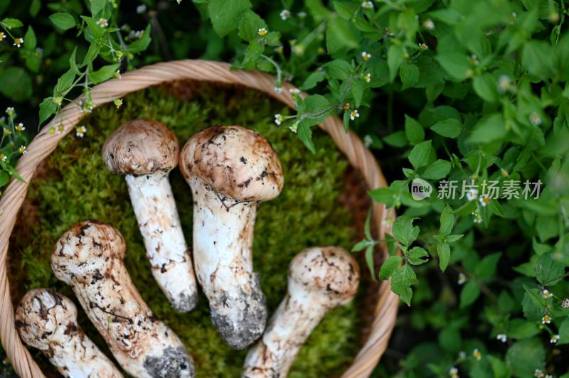 甘孜州野生松茸