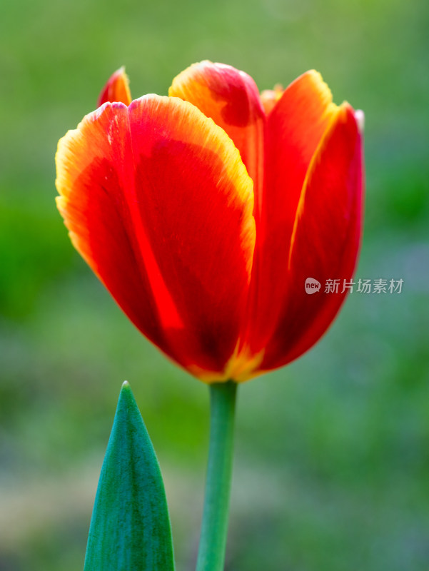 春天郁金香花朵特写