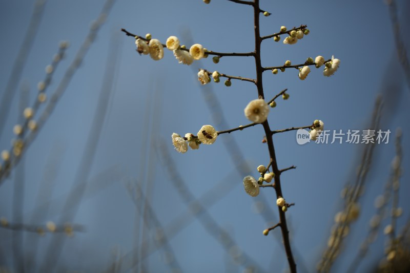 花草花卉