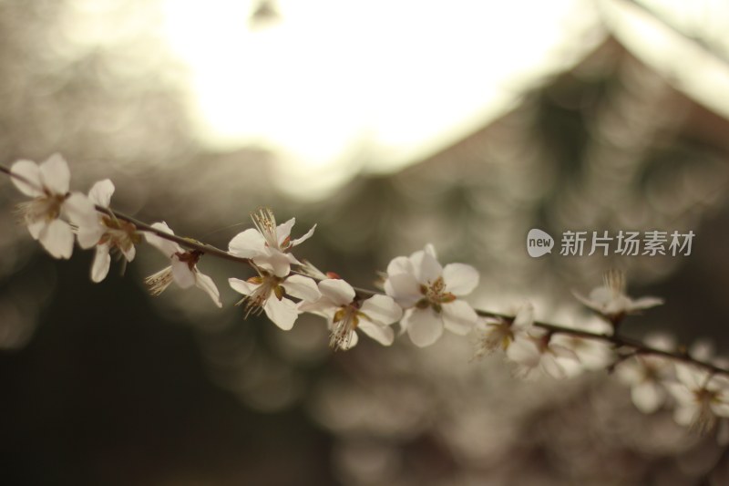 自然植物花草艳丽生命力