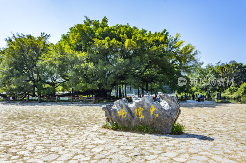 阳朔大榕树景区