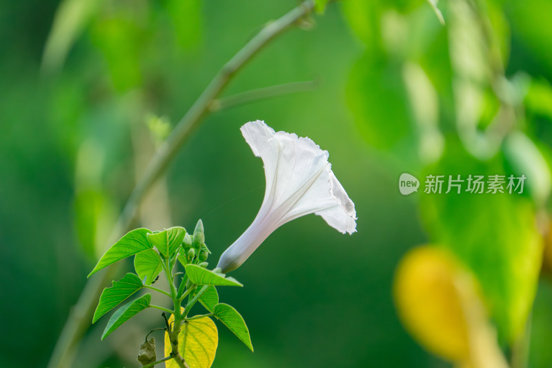 白色开花植物牵牛花