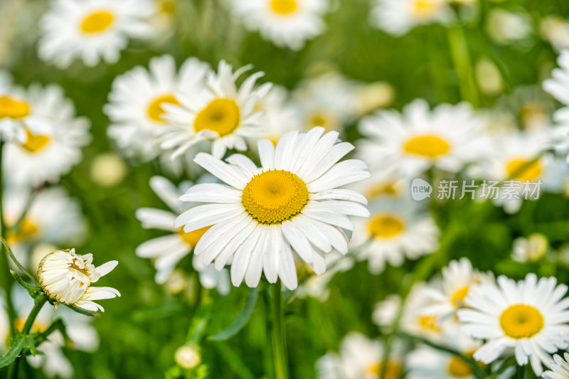 园艺植物大滨菊大白菊特写