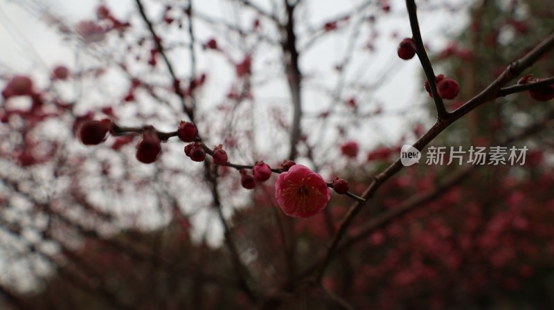 枝头红梅绽放，展现春日生机之景