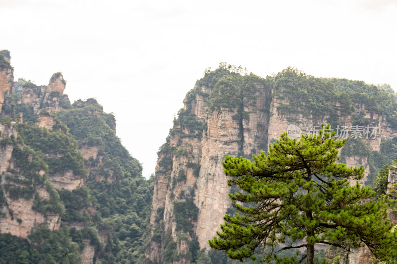 中国湖南张家界景区奇特山峰与茂密森林