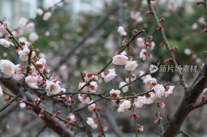 白色梅花 粉红梅花 白梅 