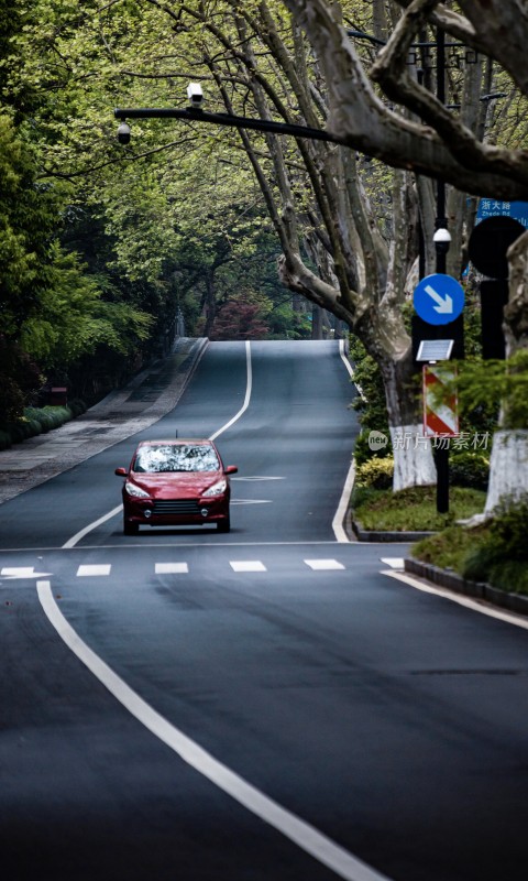 杭州西湖杨公堤林荫覆盖的城市道路