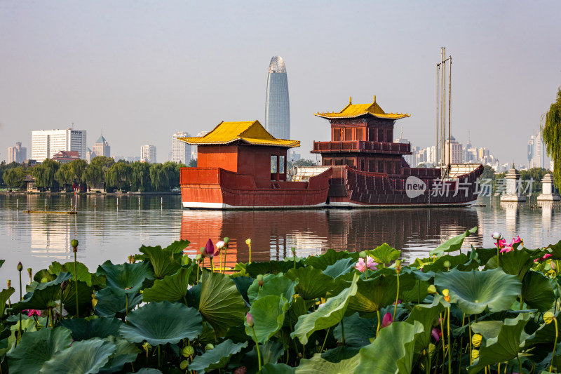 山东济南大明湖风景区夏日荷花景点景观